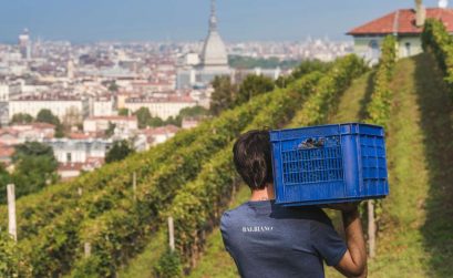 Le Vigne urbane: i vigneti che non ti aspetti di trovare in città