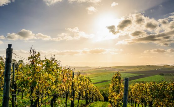 Piemonte tra le 7 Best Wine Travel Experiences 2020