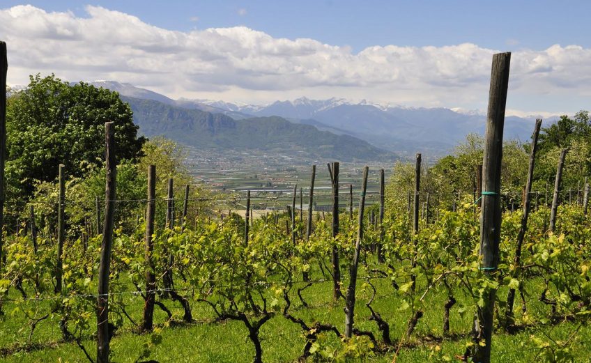 i giovani e le vigne in italia